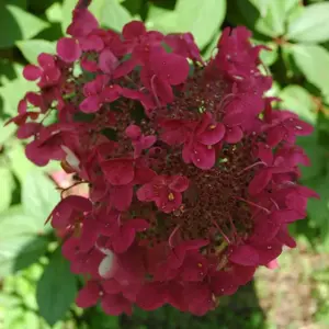 Hydrangea 'Wim's Red'
